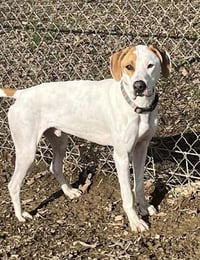 Hound Dawgs : Clark - Photo 3