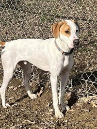 Hound Dawgs : Clark - Photo 4