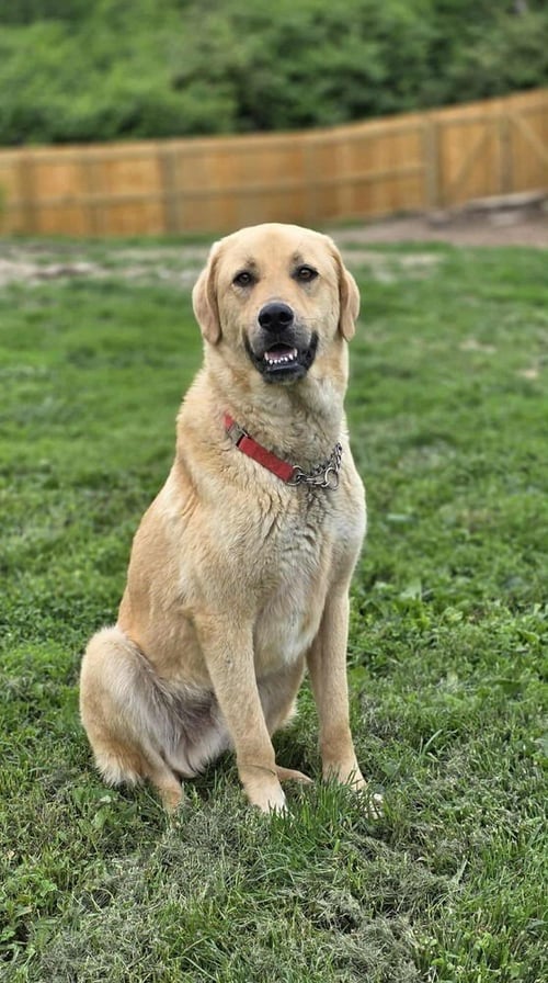 REGGIE - Great Pyrenees / Labrador Retriever available for adoption