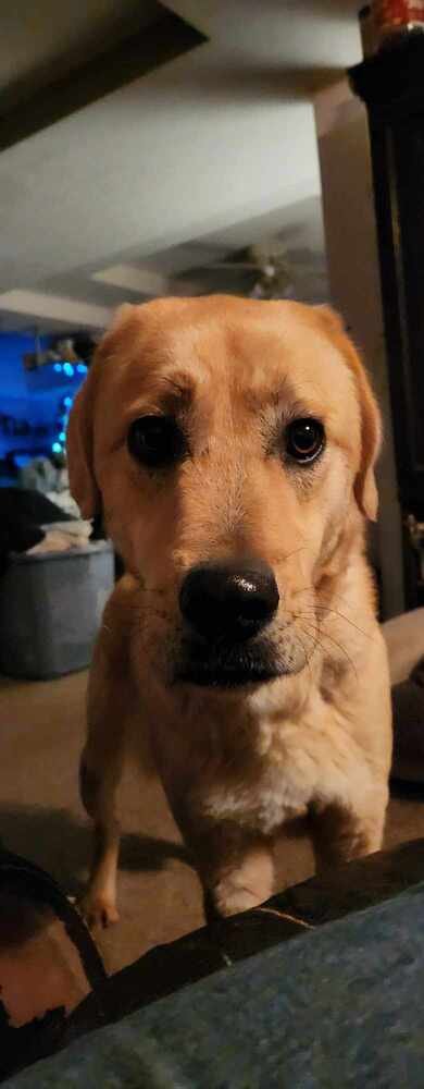 REGGIE - Great Pyrenees / Labrador Retriever available for adoption