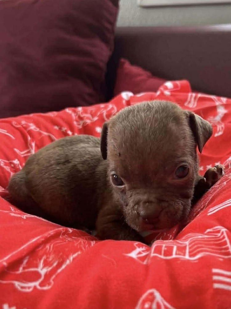 COFFEE PUPPIES : CUP OF JOE - Jack Russell Terrier available for adoption
