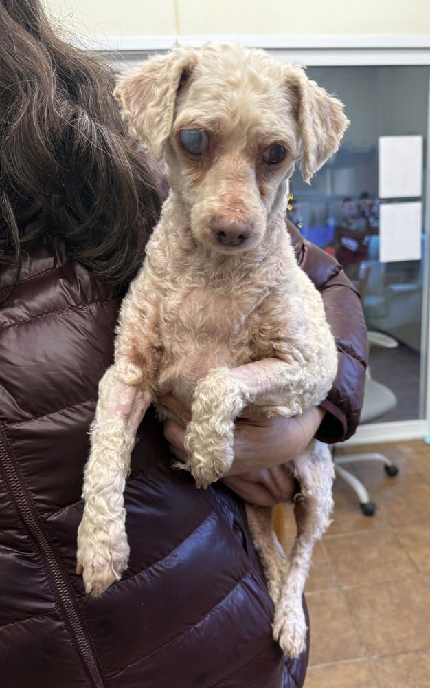 BITSY - Maltese / Poodle (unknown type) available for adoption
