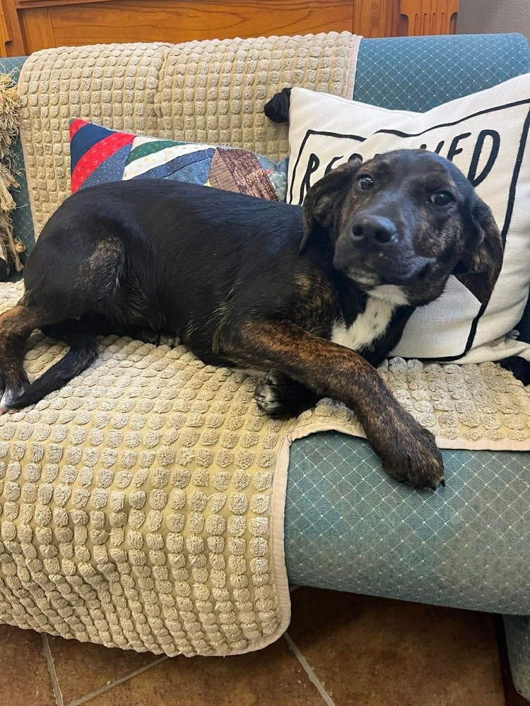 QUINN - Hound available for adoption