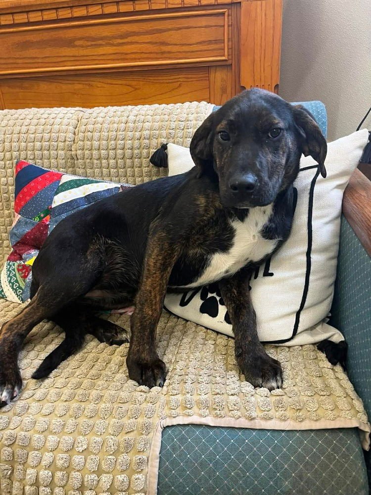 QUINN - Hound available for adoption