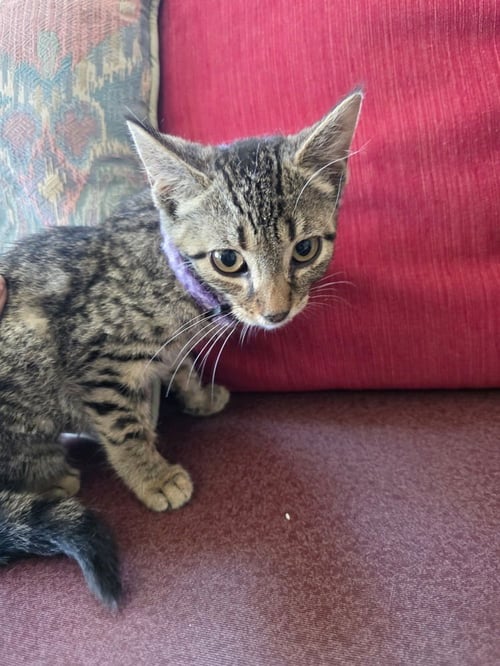 SEASON KITTIES : SUMMER - Domestic Short Hair available for adoption