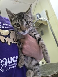 Season Kitties : Summer - Photo 2