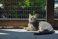 Season Kitties : Summer - Photo 3