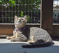 Season Kitties : Summer - Photo 4