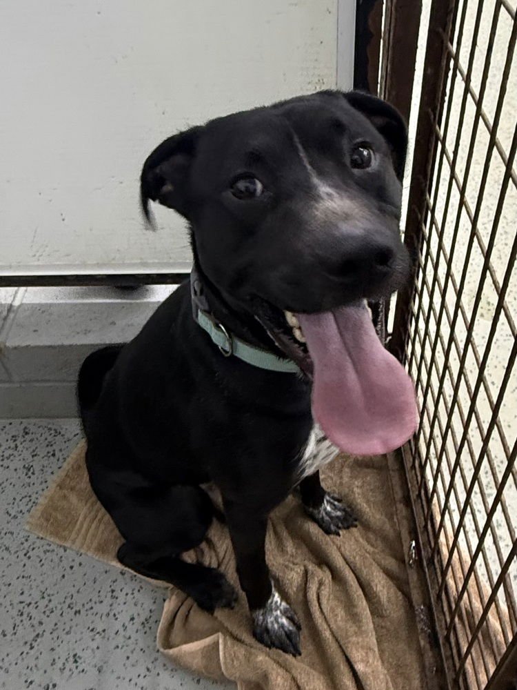 SCOOTER - Pit Bull Terrier available for adoption