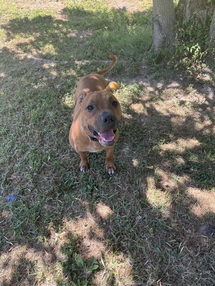 GENERAL - Pit Bull Terrier available for adoption