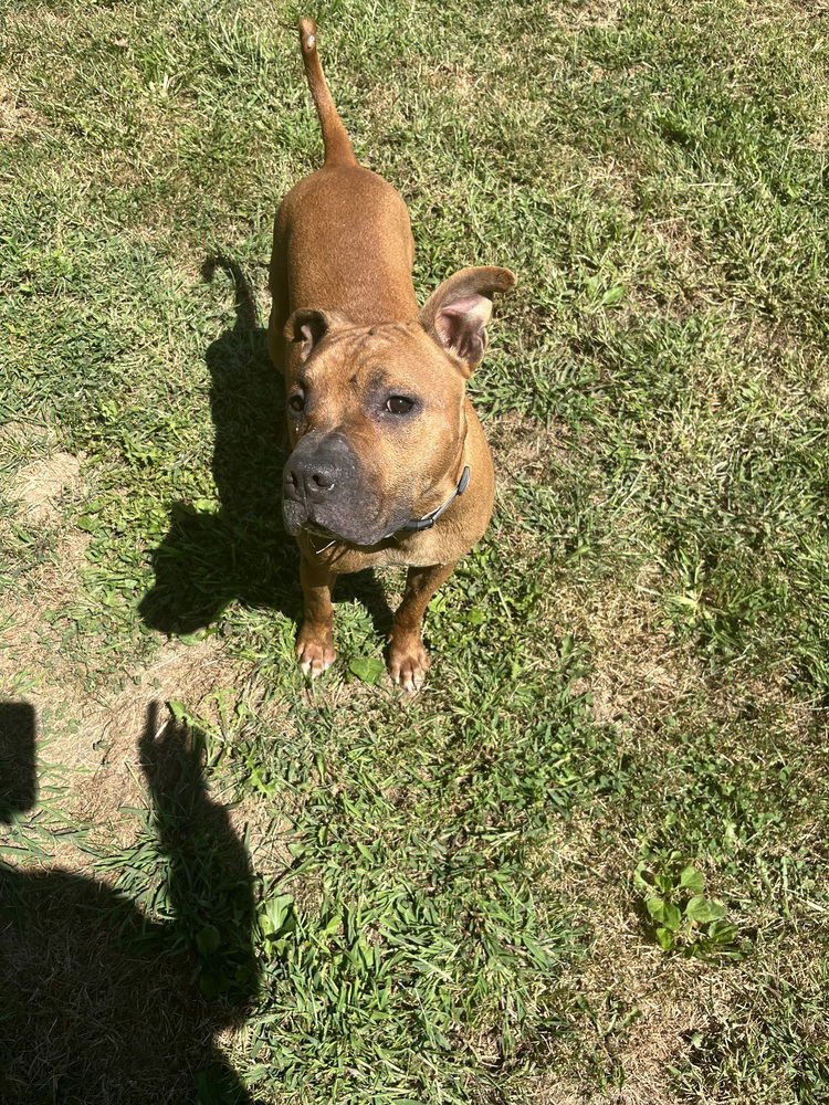 GENERAL - Pit Bull Terrier available for adoption