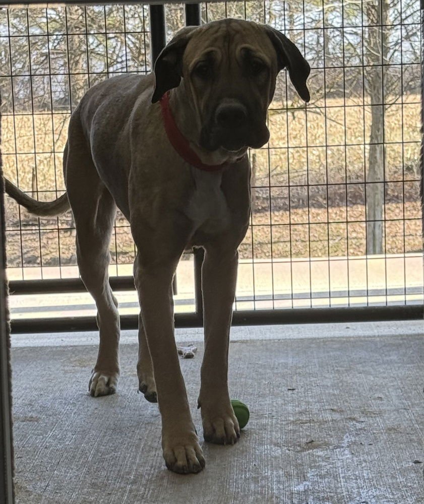 ATLAS - Cane Corso Mastiff / Great Pyrenees available for adoption