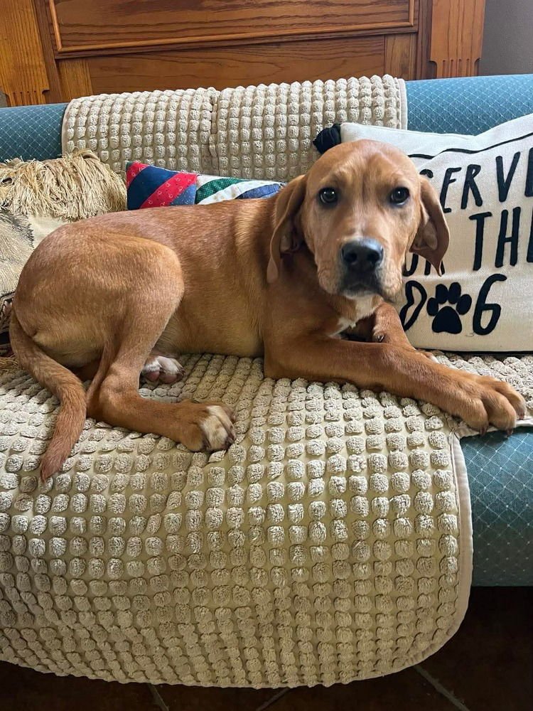 THEO - Hound available for adoption