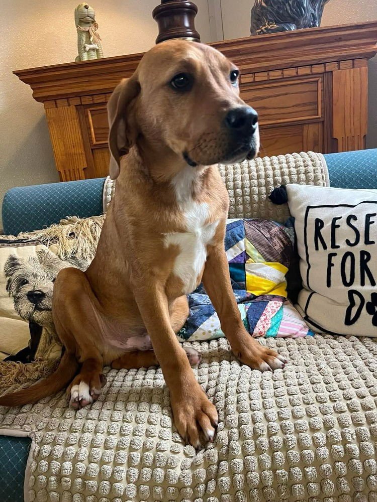 THEO - Hound available for adoption