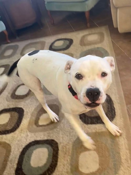 MAISY - Pit Bull Terrier available for adoption