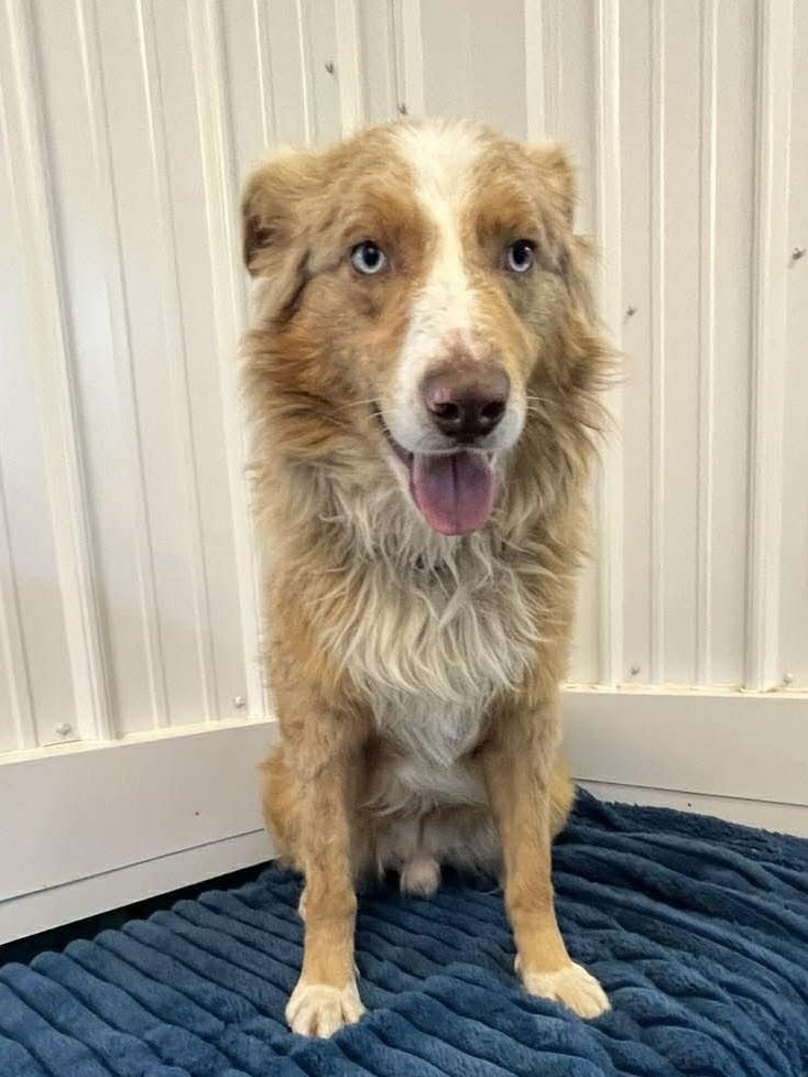 JORDAN - Australian Shepherd available for adoption