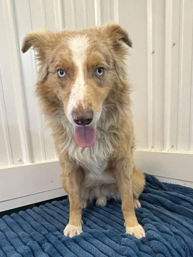 JORDAN - Australian Shepherd available for adoption