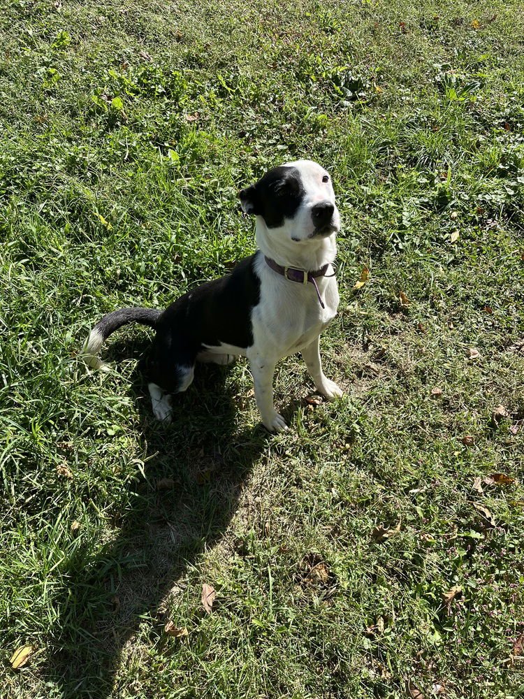 DIESEL - Pit Bull Terrier / Pit Bull Terrier available for adoption