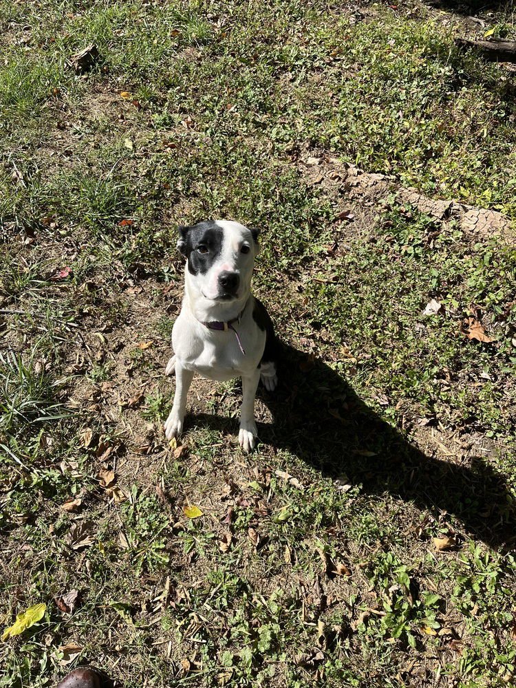 DIESEL - Pit Bull Terrier / Pit Bull Terrier available for adoption