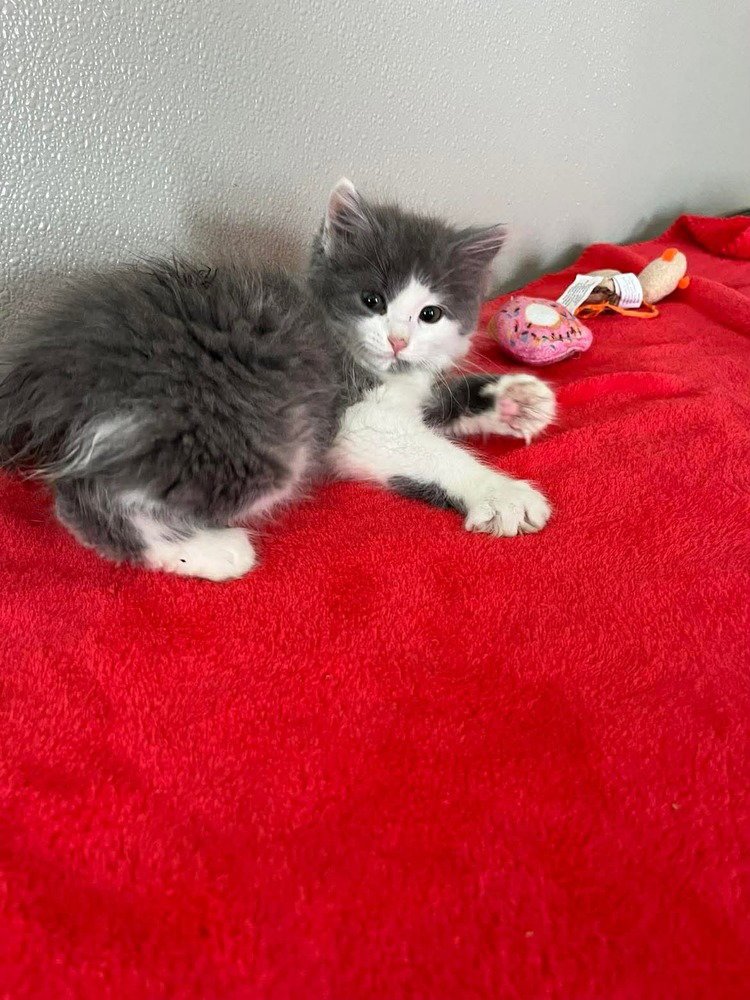 VIOLET - Domestic Medium Hair available for adoption