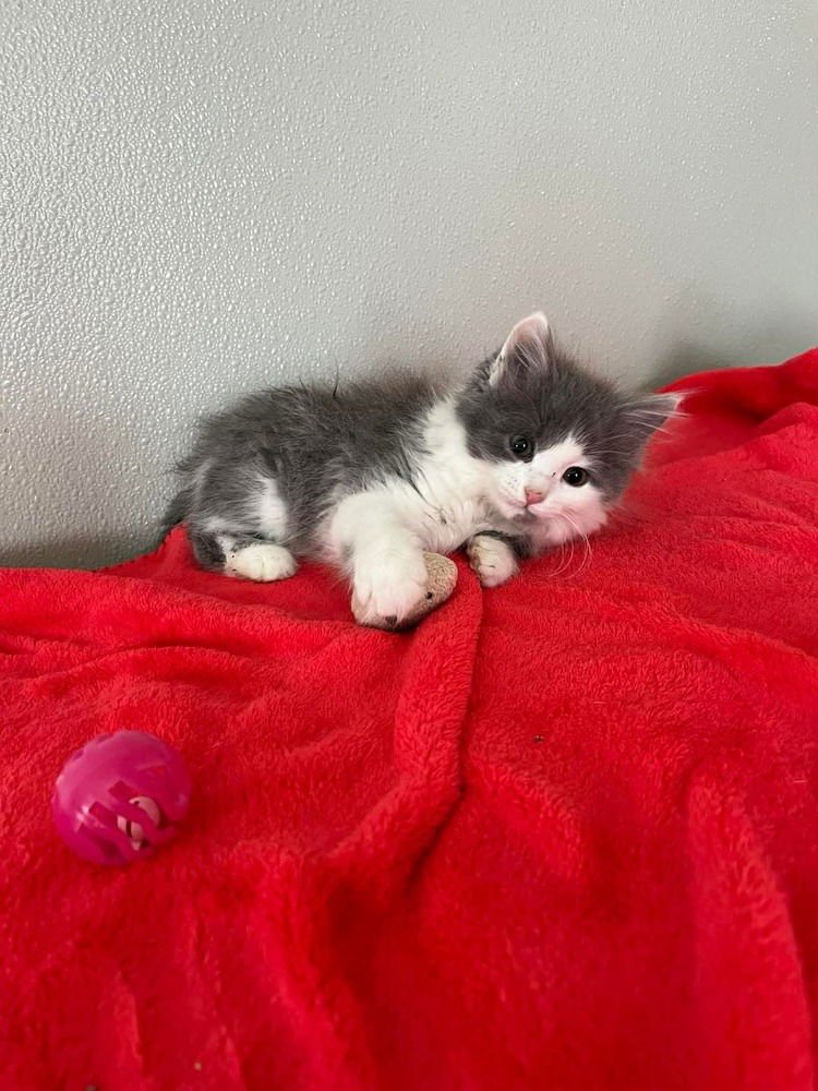 VIOLET - Domestic Medium Hair available for adoption