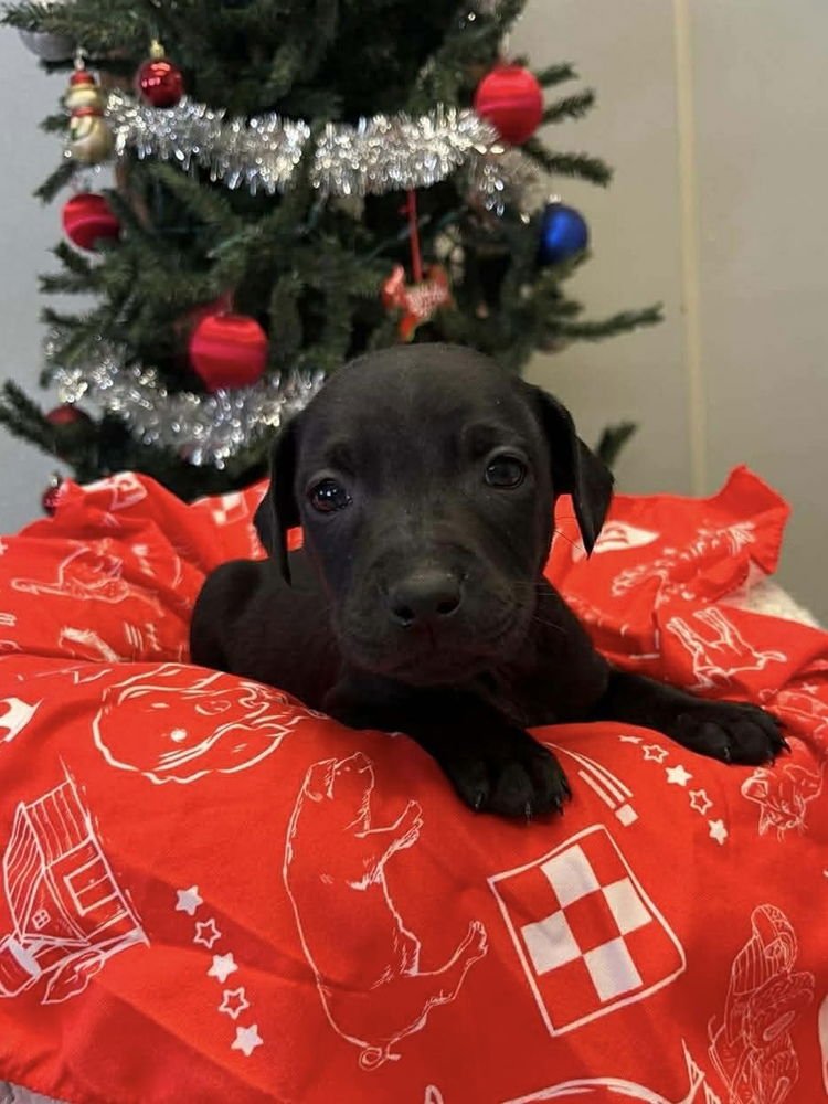 COFFEE PUPPIES : ESPRESSO - Jack Russell Terrier available for adoption