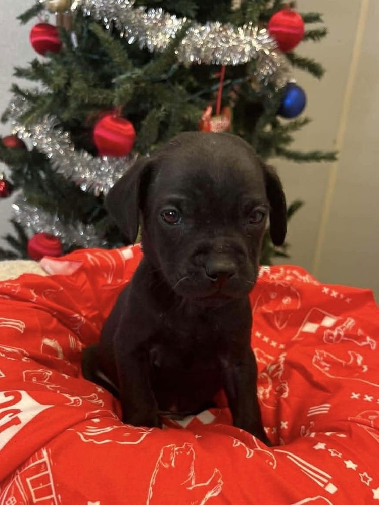 COFFEE PUPPIES : BLENDER - Jack Russell Terrier available for adoption