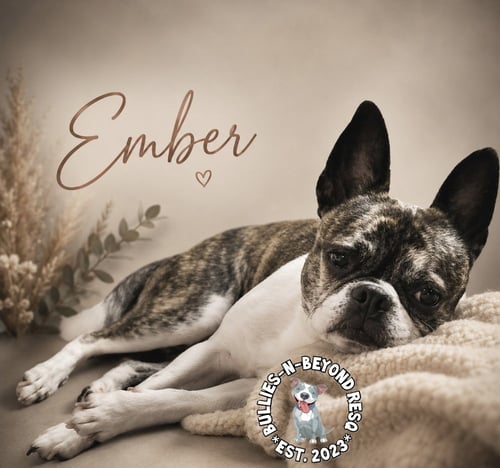 EMBER - Boston Terrier / Pug available for adoption