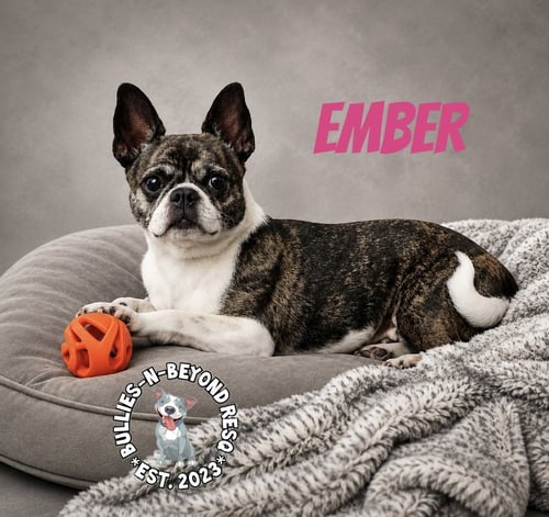 EMBER - Boston Terrier / Pug for adoption in Omaha