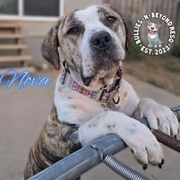 Nova - Photo 1