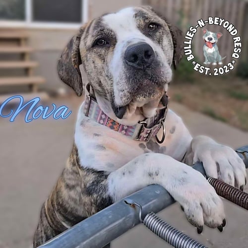 NOVA - Mastiff / Bulldog available for adoption