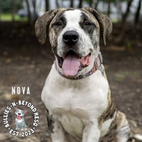 Nova - Photo 4
