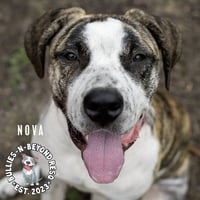 Nova - Photo 2