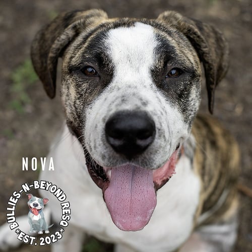 NOVA - Mastiff / Bulldog available for adoption