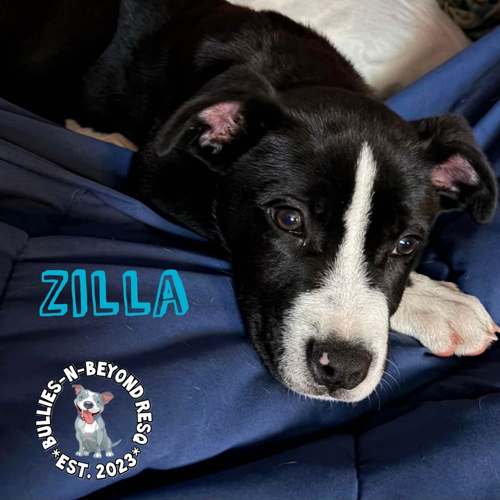 ZILLA - Pit Bull Terrier / Boxer available for adoption