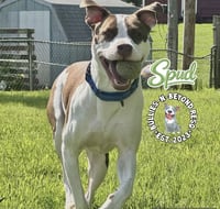 Spud - Photo 3