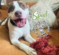 Spud - Photo 2