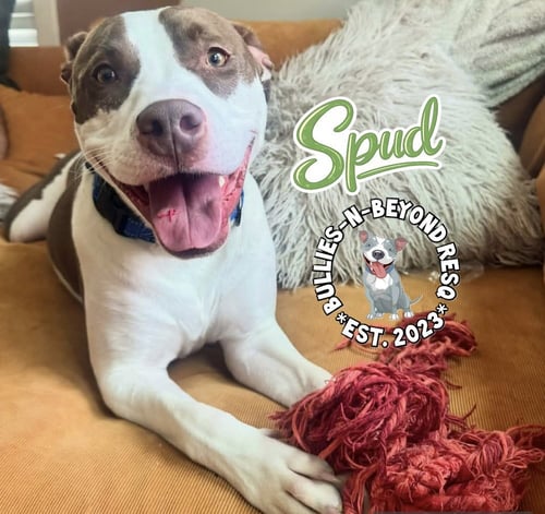 SPUD - Staffordshire Bull Terrier / Australian Cattle Dog/Blue Heeler available for adoption