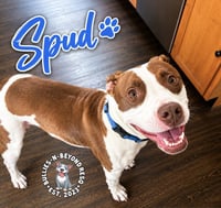 Spud - Photo 1