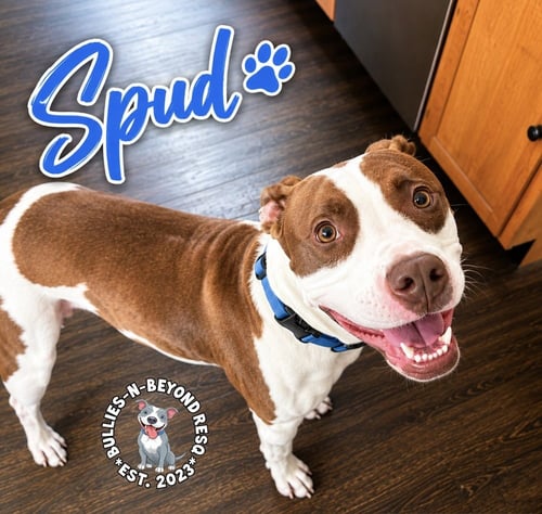 SPUD - Staffordshire Bull Terrier / Australian Cattle Dog/Blue Heeler for adoption in Omaha