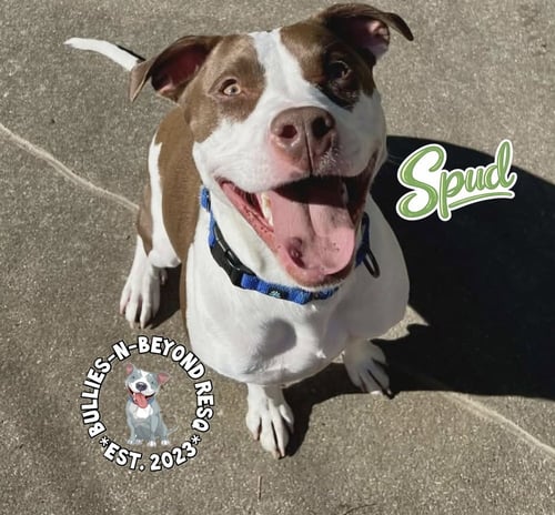 SPUD - Staffordshire Bull Terrier / Australian Cattle Dog/Blue Heeler available for adoption