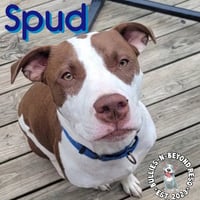 Spud - Photo 4