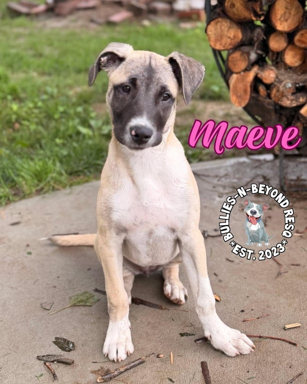 The M Litter; Maeve Image