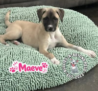 The M Litter; Maeve - Photo 4