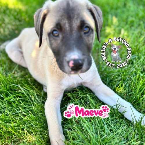 THE M LITTER; MAEVE - Terrier available for adoption