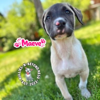 The M Litter; Maeve - Photo 3
