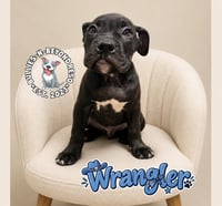 Wrangler - Photo 2