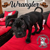 Wrangler - Photo 3