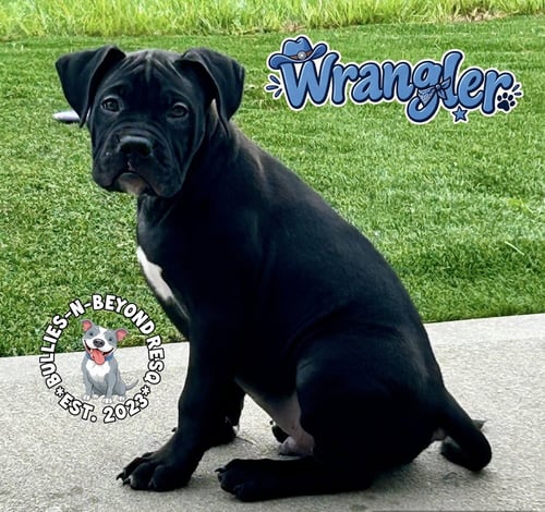 WRANGLER - Boxer for adoption in Omaha