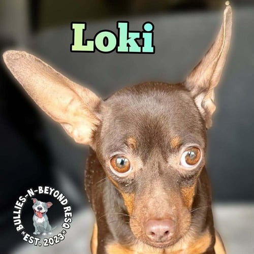 LOKI - Miniature Pinscher available for adoption